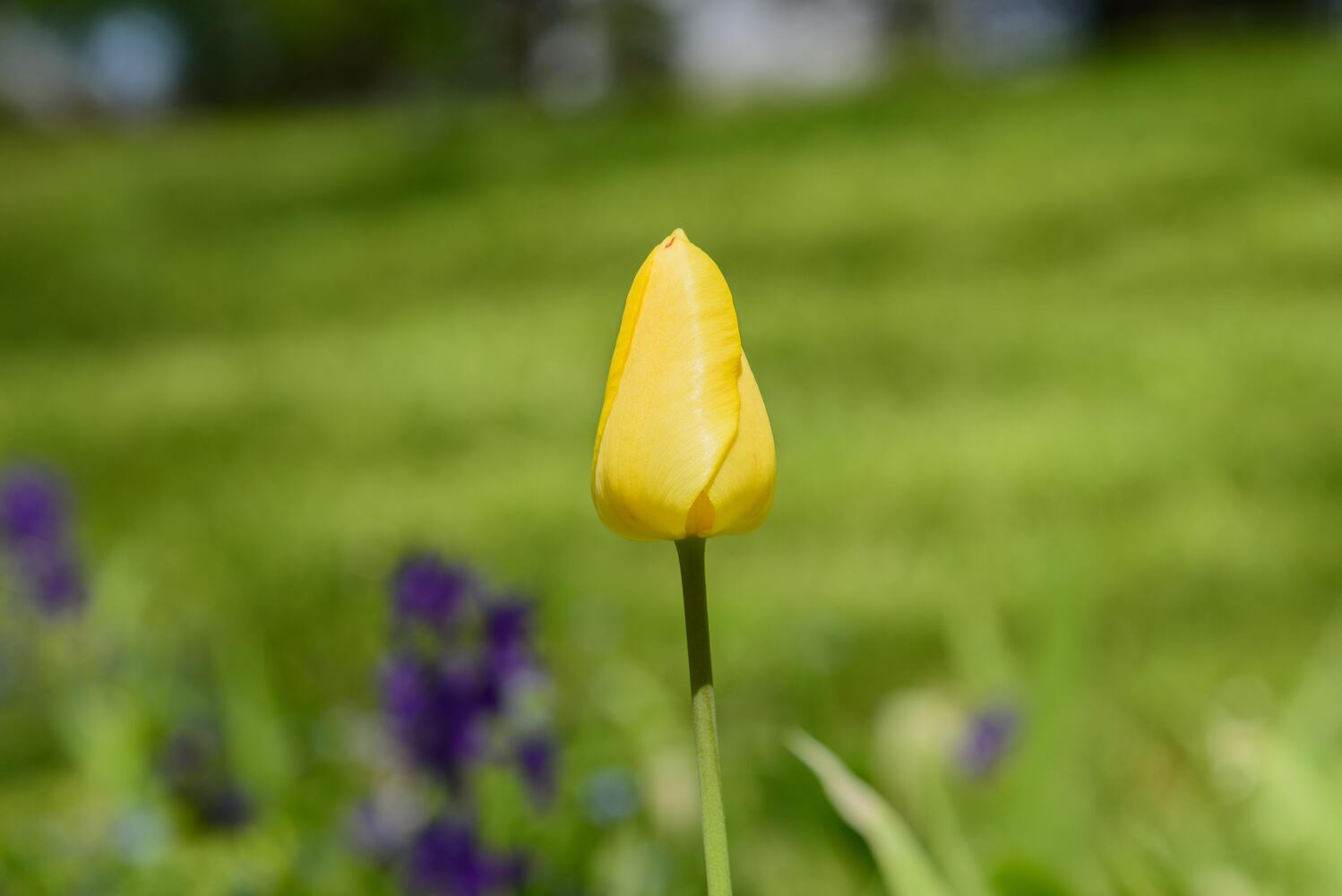 PHOTOS: Gorgeous Aullwood Garden is in full bloom