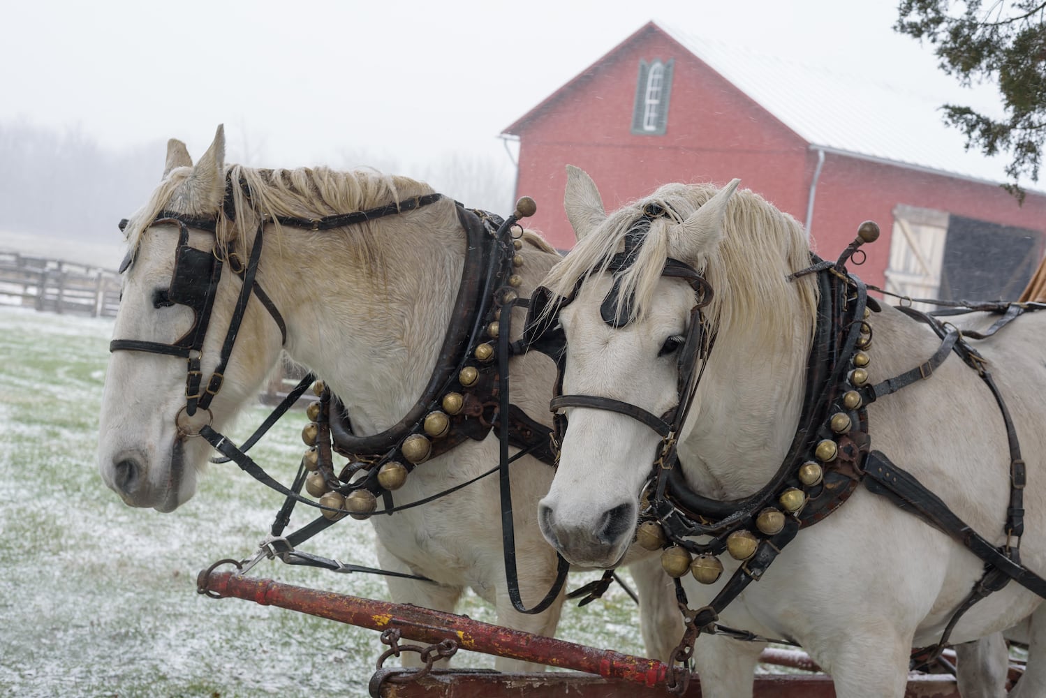 PHOTOS: 2025 Christmas on the Farm at Carriage Hill MetroPark
