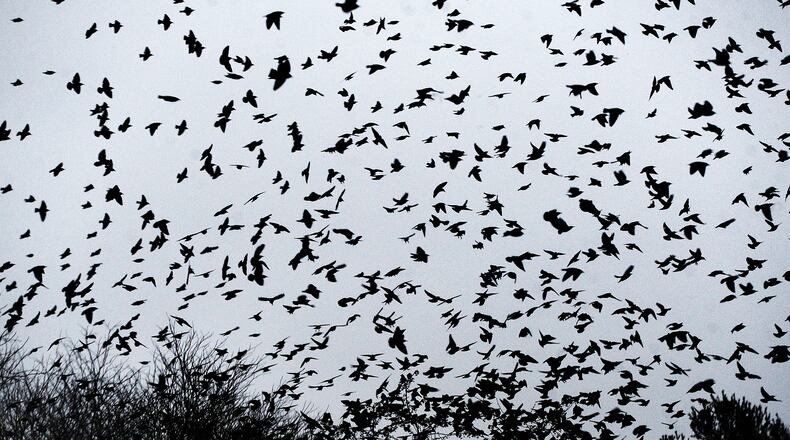 A flock of starlings create a murmuration near Enon Wednesday morning, Jan. 10, 2024. The murmuration or flocking behavior is believed to offer the birds safety in numbers from predatory birds. MARSHALL GORBY\STAFF