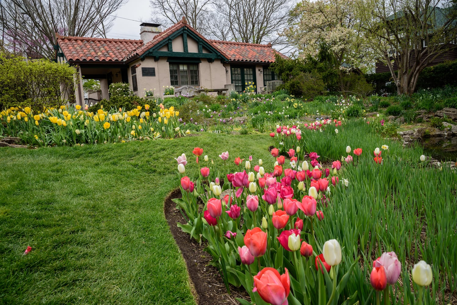PHOTOS: Multi-colored tulips are in full bloom at Smith Memorial Gardens