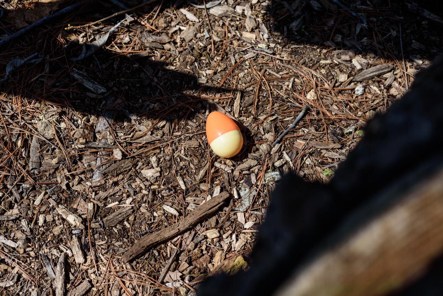 PHOTOS: Eggstravaganza at Lost Creek Reserve