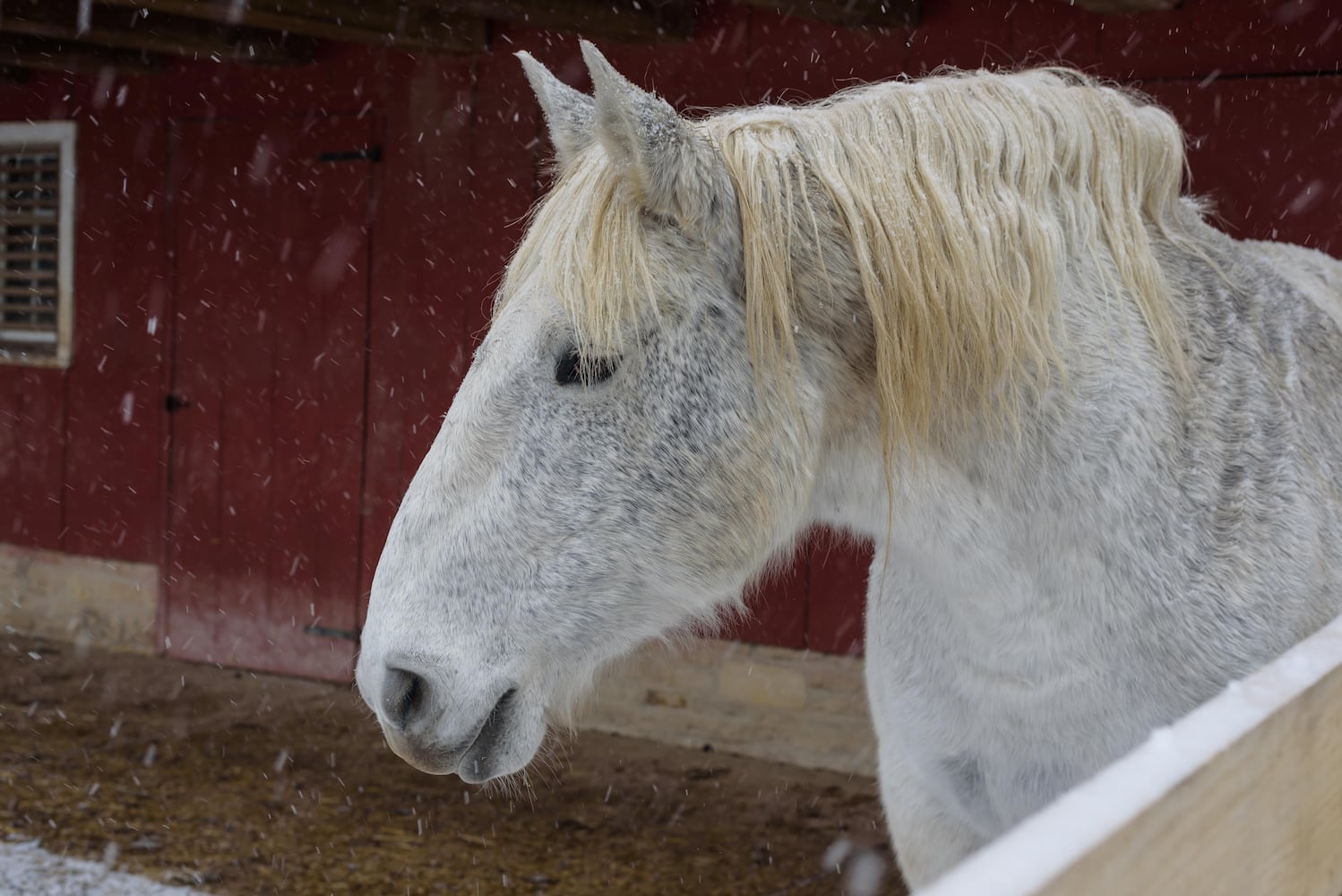 PHOTOS: 2025 Christmas on the Farm at Carriage Hill MetroPark