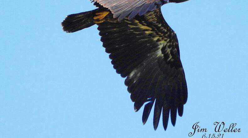 The eagle triplets at Carillion Historical Park have taken flight. The trio, Aviator, Navigator and Pilot, the offspring of Orv and Willa, the park’s resident bald eagles, fledged from their nest last week. JIM WELLER / CONTRIBUTED PHOTO