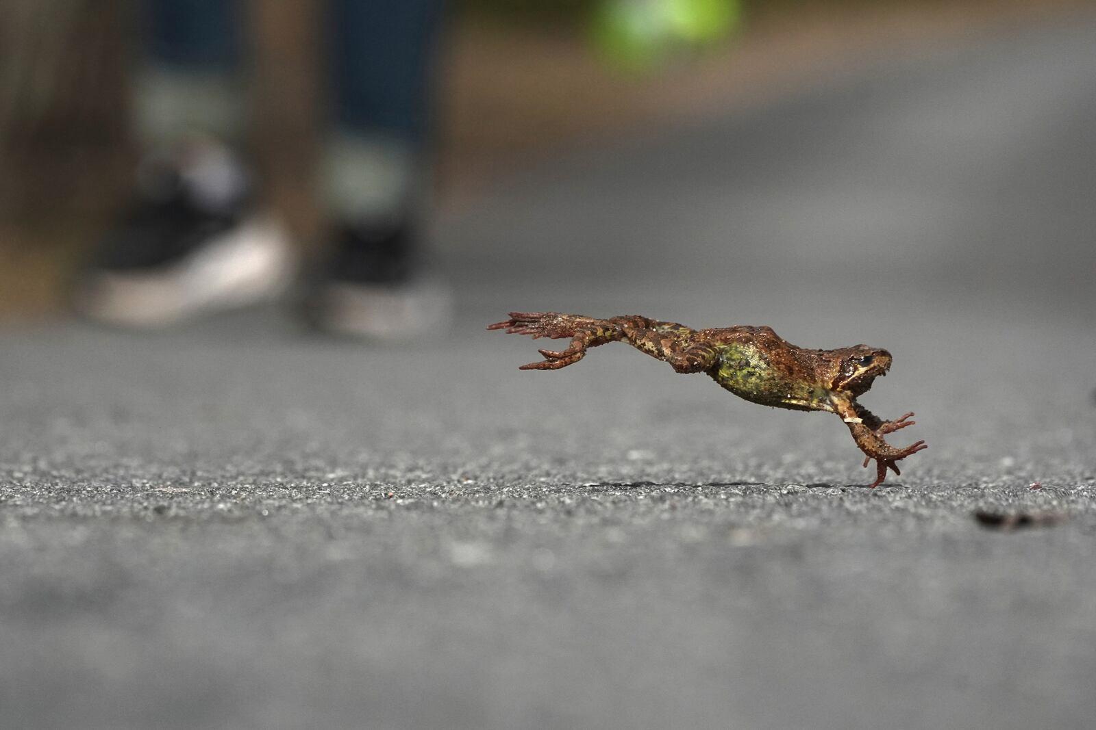 A frog crosses a road to get a spawning area in the Sestroretsk Bog natural reserve outside St. Petersburg, Russia, on Wednesday, April 16, 2025. (AP Photo/Dmitri Lovetsky)