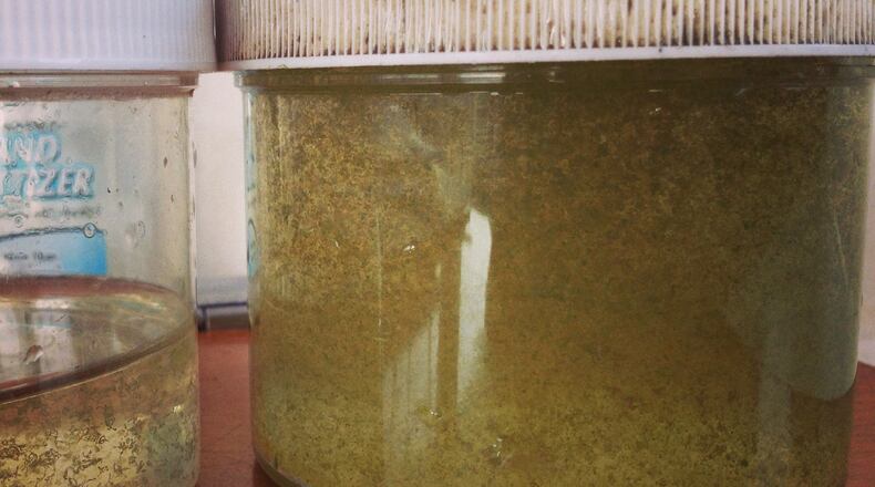 National Oceanic and Atmospheric Administration scientists predict western Lake Erie will see severe algae blooms this summer. This is a water sample taken from Sandusky Bay in 2014, the year that Toledo residents couldn’t touch their tap water for four days because the harmful blooms got into the municipal water intakes.