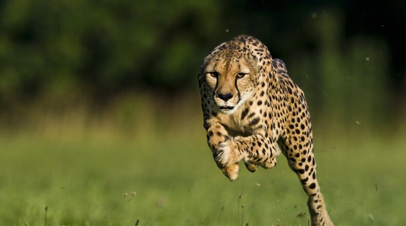 Sarah, a cheetah who set the land speed record, running at the Mast Farm in Clermont County in 2012.