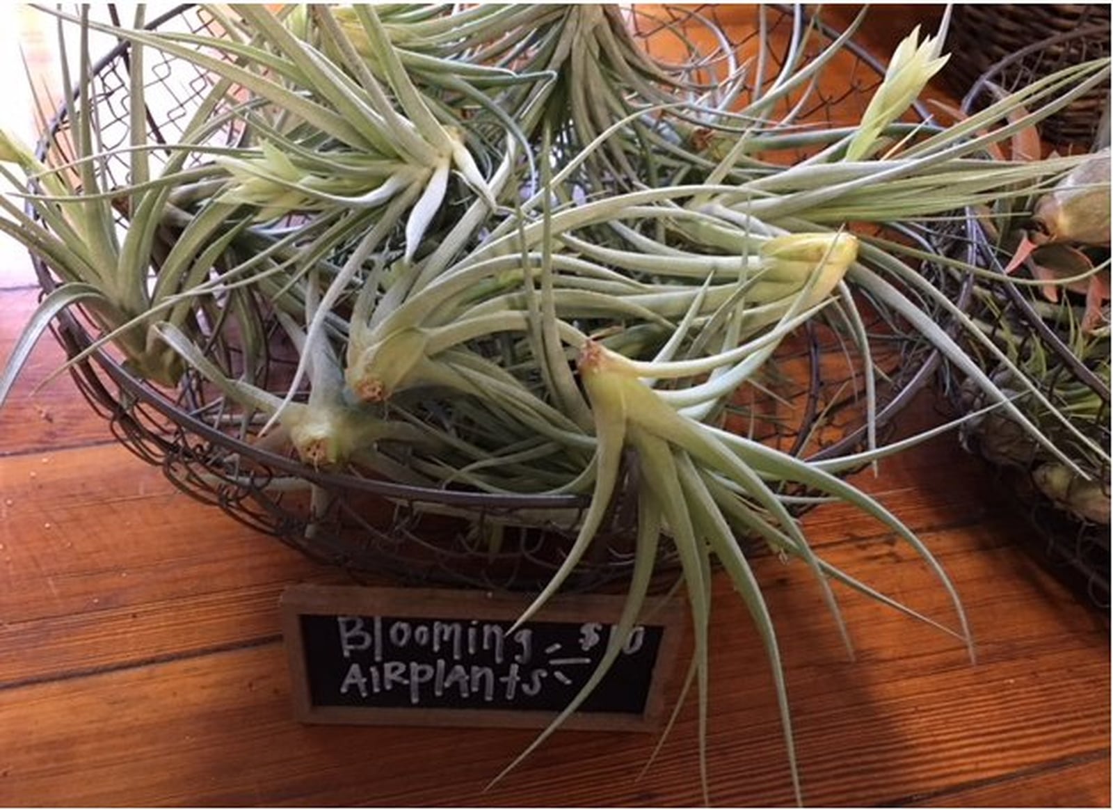 Air plants, various prices Luna has a large variety of different air plants ranging in price from $6.50 to over $20. Selection is really dependent on the time of year and week that you go. Contributed Photo by Alexis Larsen