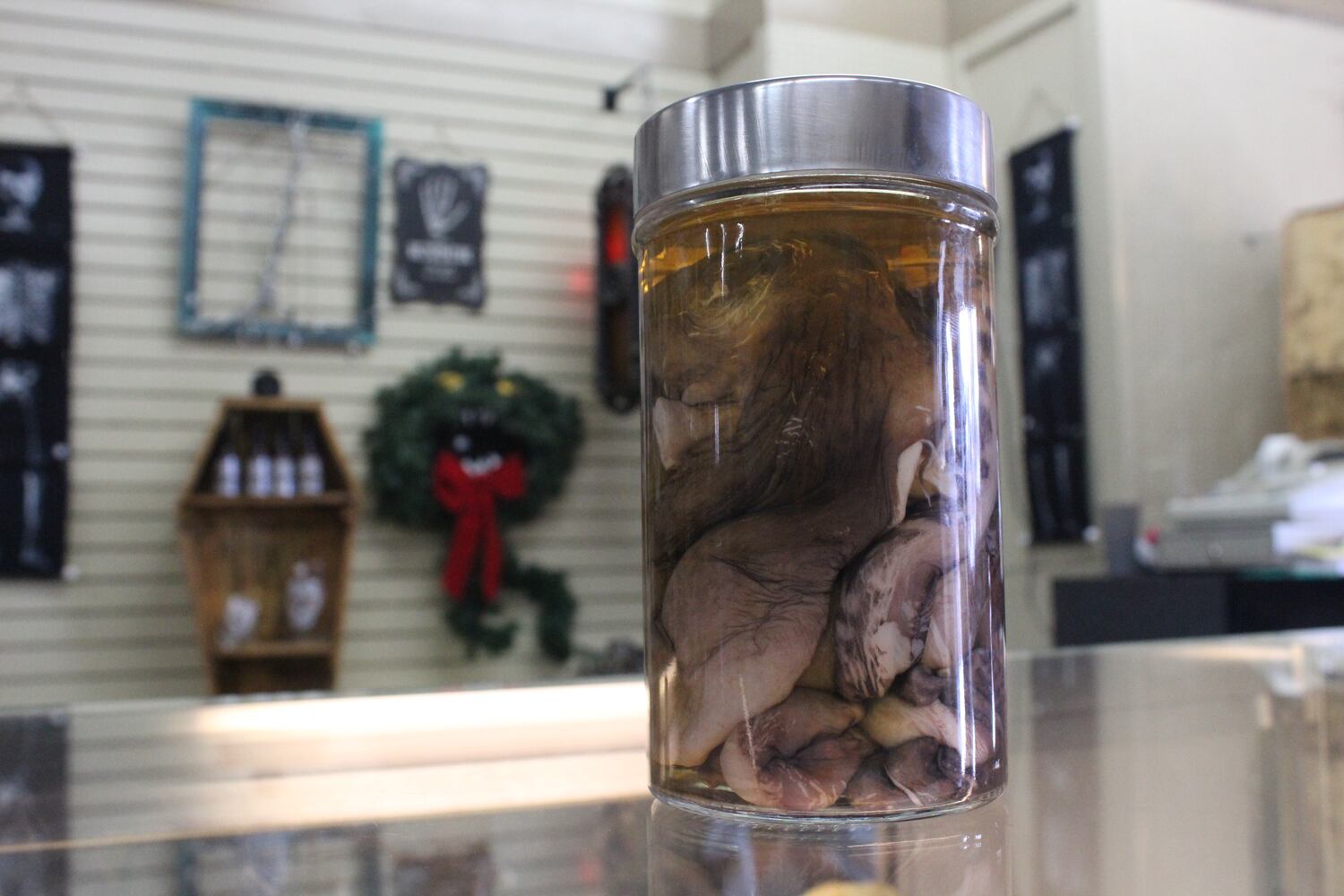 Photos: The Secret Chamber  House of Oddities and Art