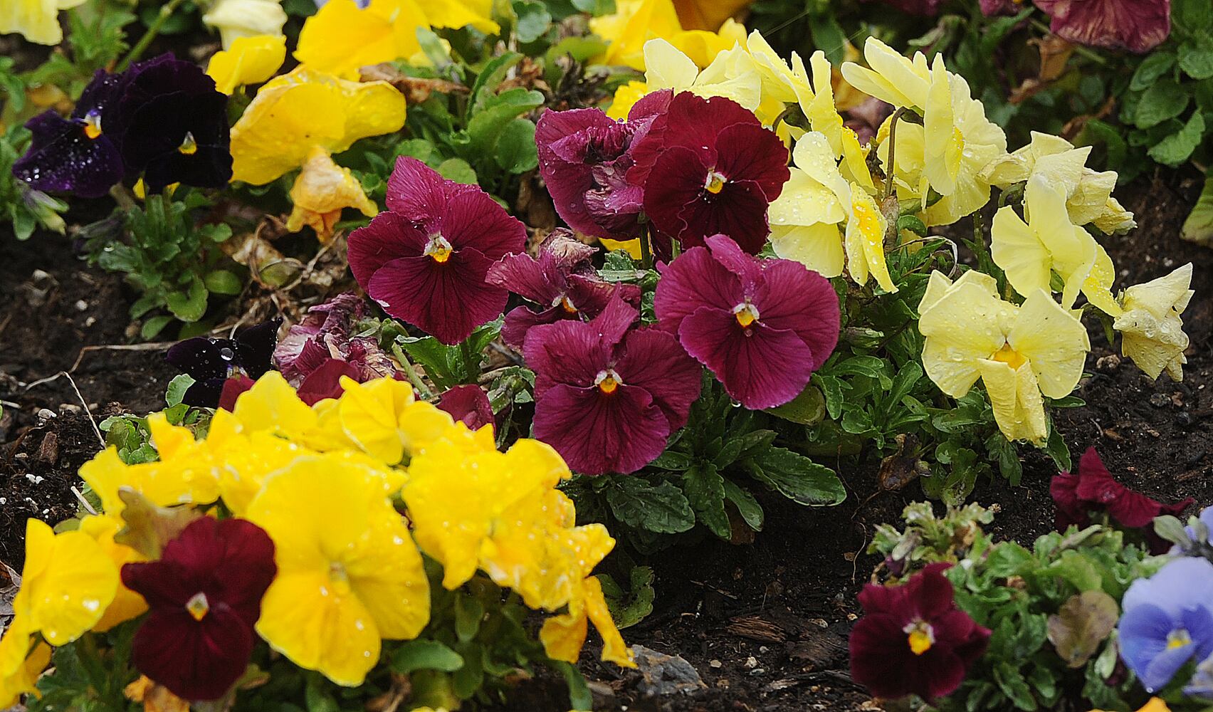 PHOTOS: Spring flowers bloom in Miami Valley
