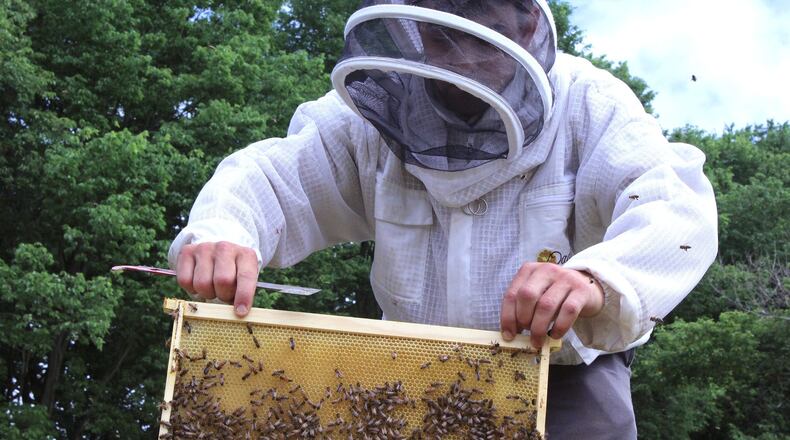 A beekeeper moves bees to Huffman Prairie at Wright-Patterson Air Force Base on June 16, 2015. STAFF FILE PHOTO