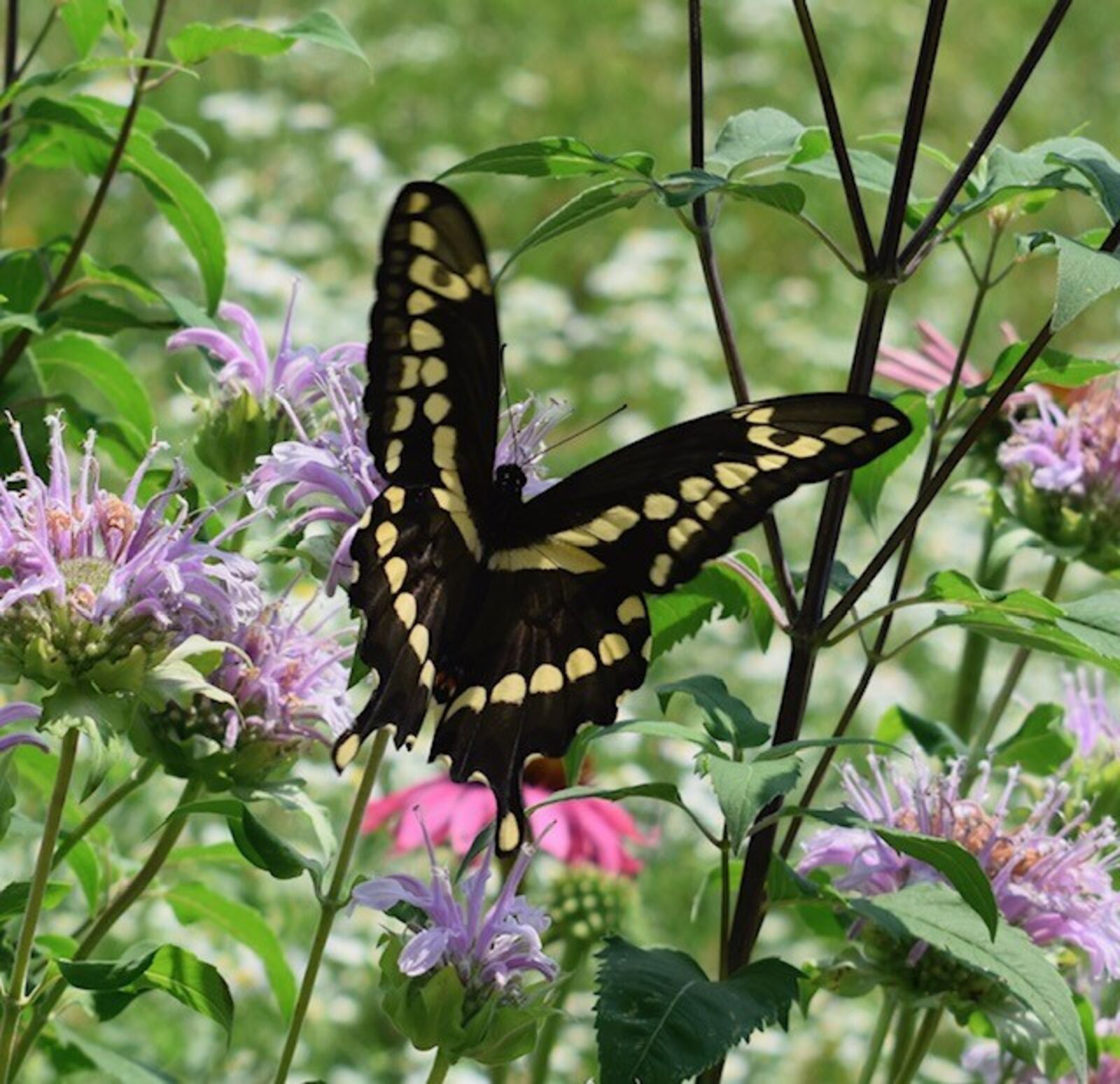 The giant swallowtail butterfly has an important ecological relationship with the native wafer ash or hop tree, says Molly Kenney. Contributed by Molly Kenney