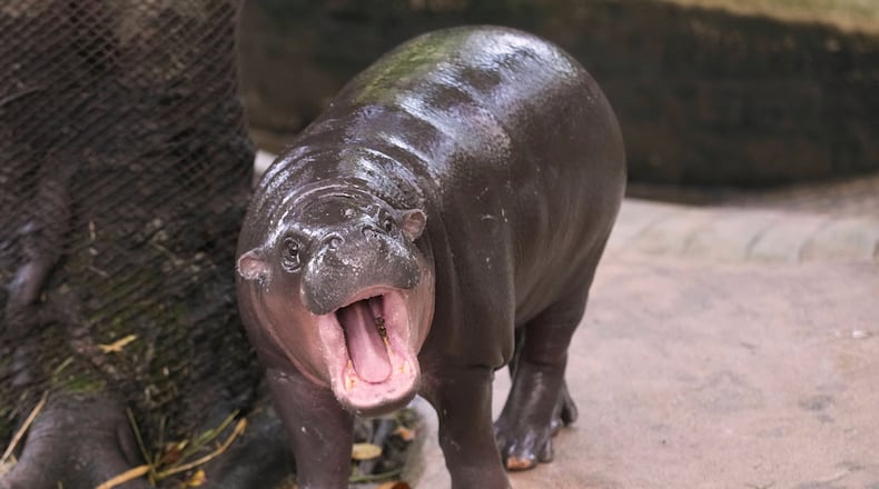 FILE - Hippo Moo Deng, which turned one year old, yawns at the Khao Kheow Open Zoo in Chonburi province, Thailand, on July 10, 2025. (AP Photo/Sakchai Lalit, File)