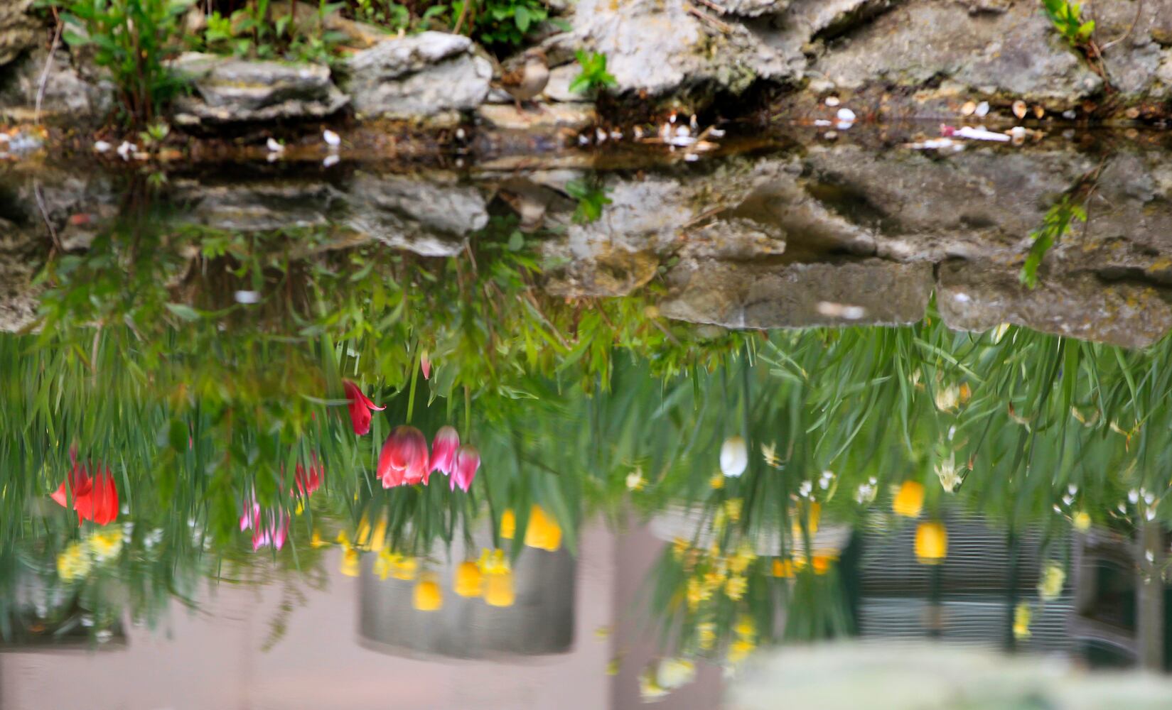 PHOTOS: Tulip time! Oakwood’s Smith Memorial Gardens is overflowing with colorful blooms
