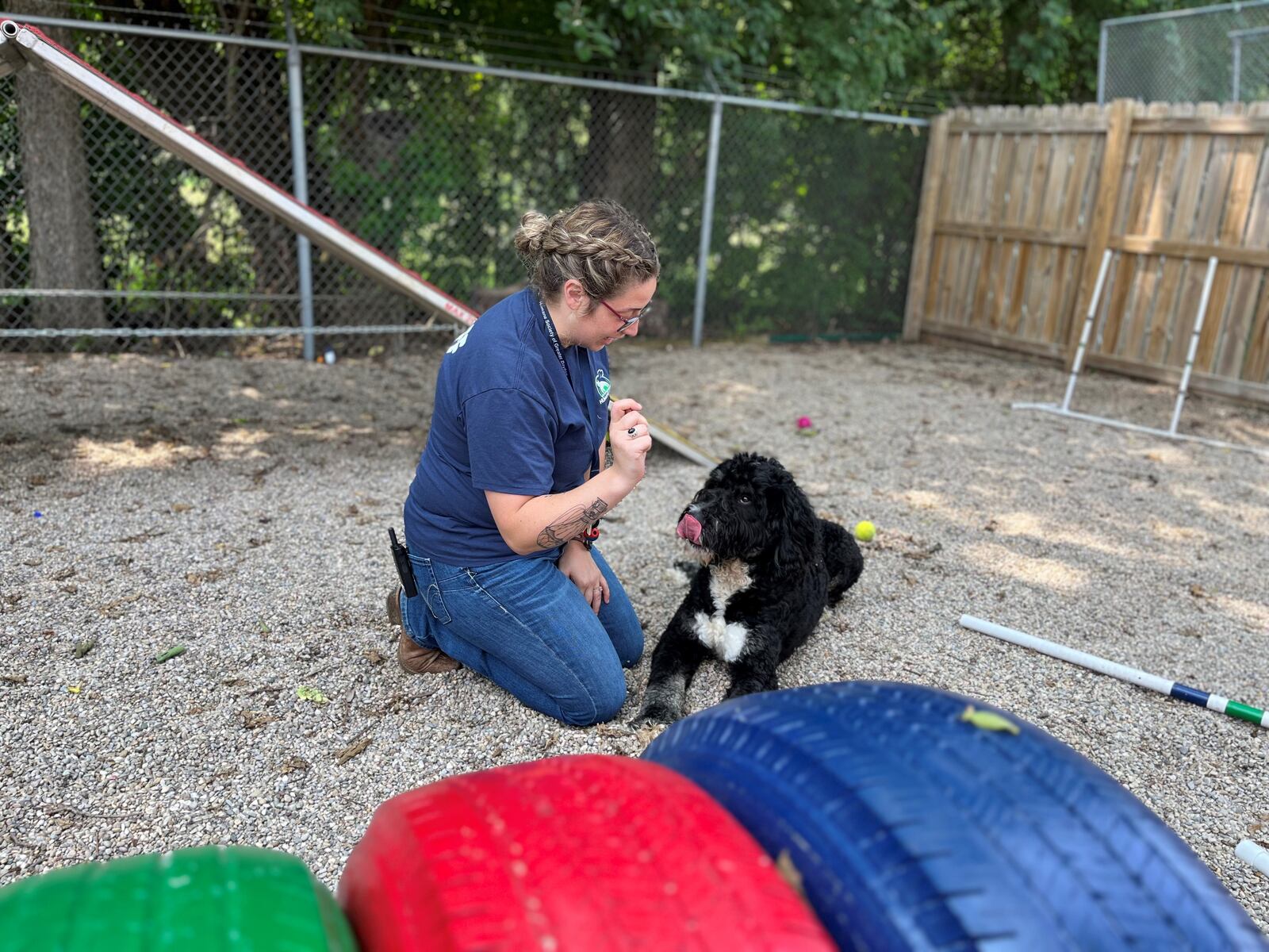 Marisa McGriff, volunteer coordinator with the Humane Society of Greater Dayton, plays outside with "Jack," a 1-year-old Bernedoodle. Jack was surrendered by his owner.  CORNELIUS FROLIK / STAFF