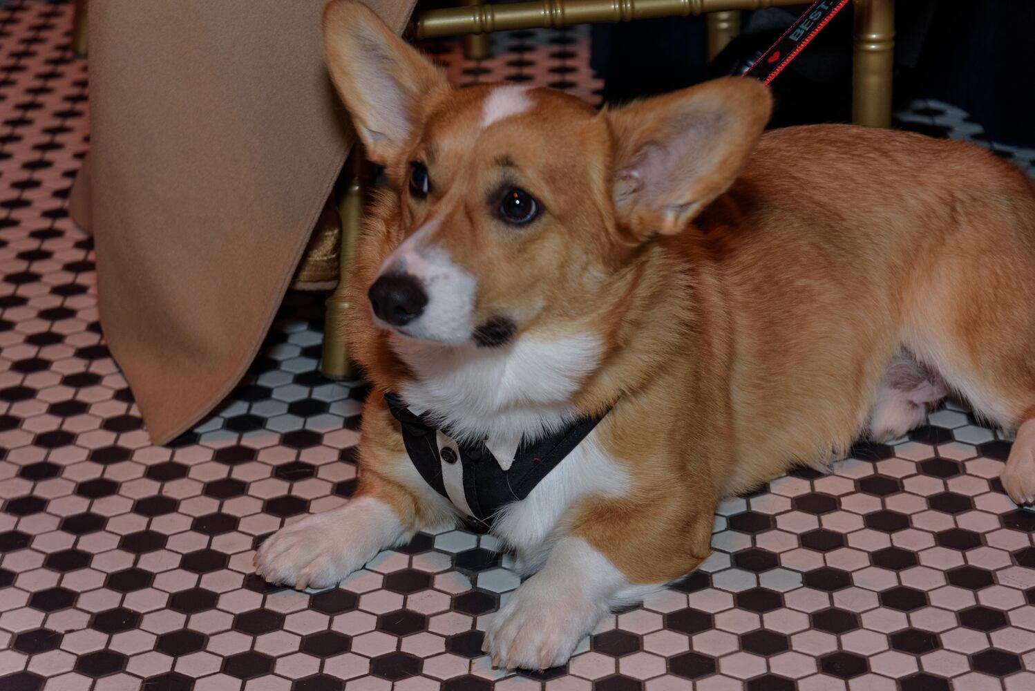 PHOTOS: Did we spot you at the Pet Afflaire Gala at the Dayton Arcade?