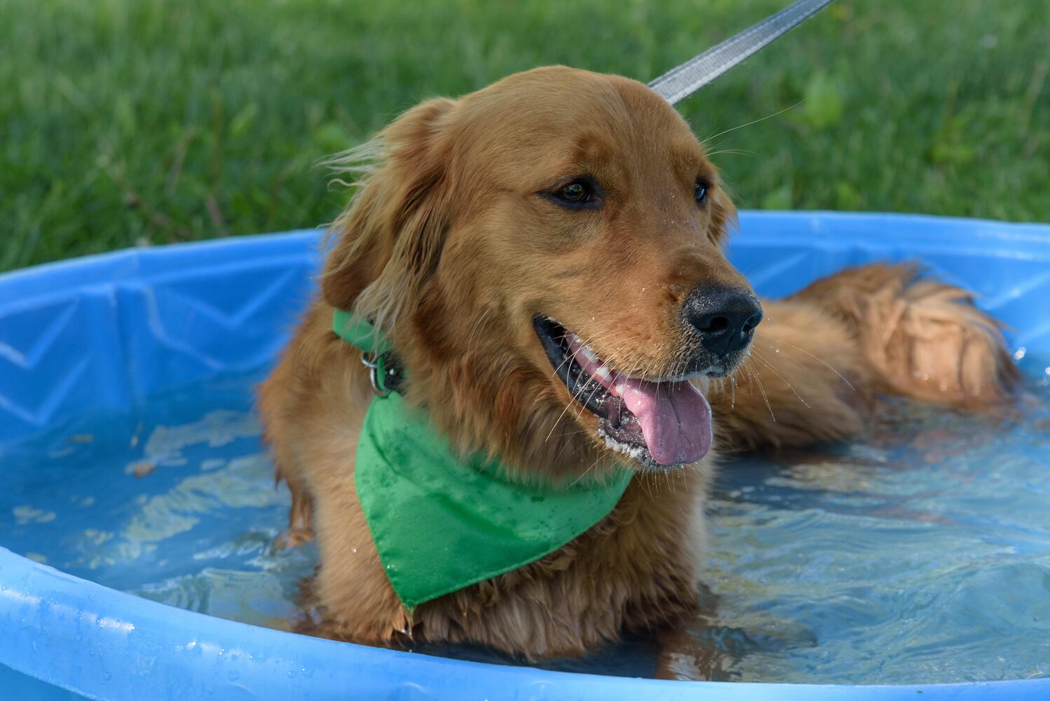 PHOTOS: Did we spot you and your doggie during the Furry Skurry 5K & Furry Fest at Eastwood MetroPark?