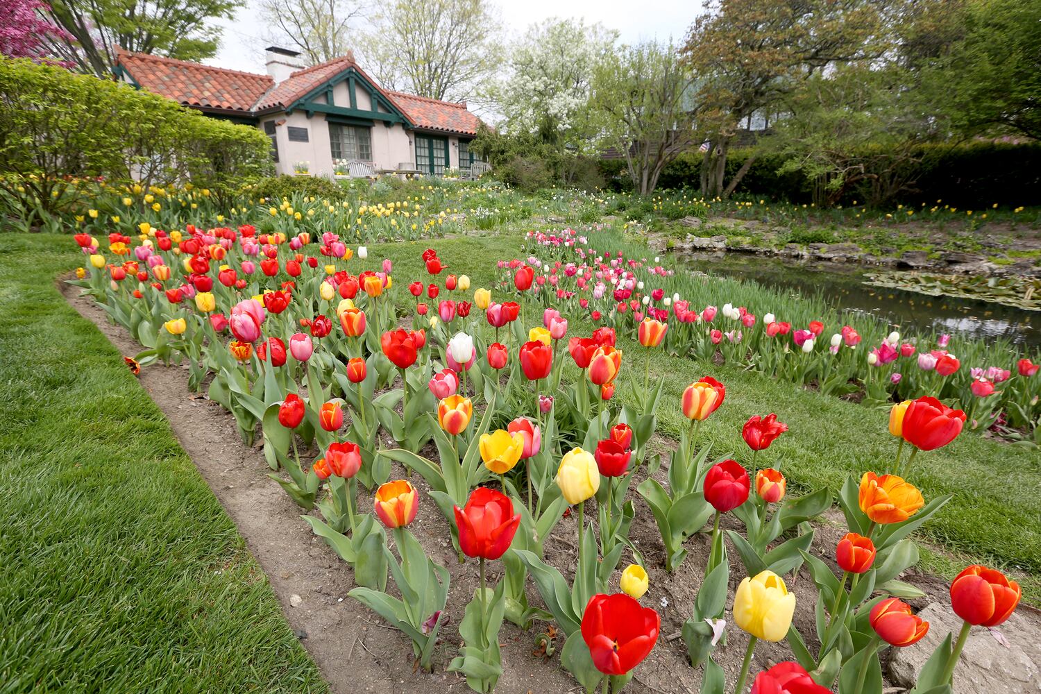 PHOTOS: Tulip time! Oakwood’s Smith Memorial Gardens is overflowing with colorful blooms