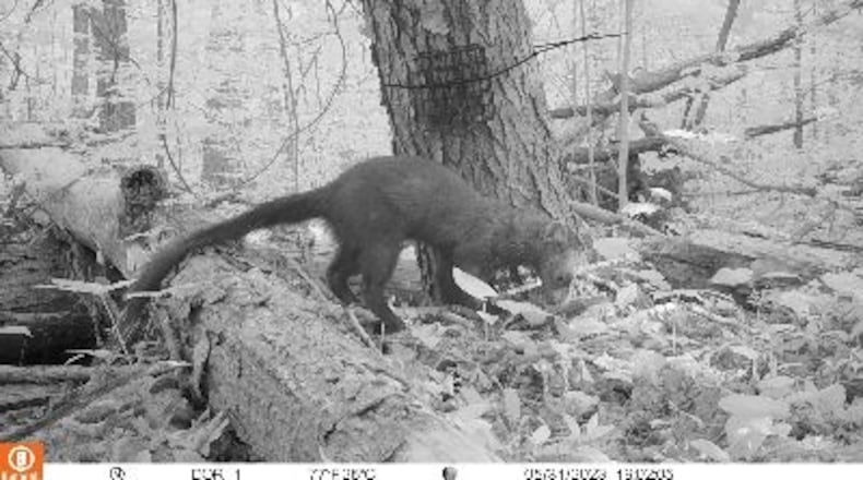 Fishers, such as the one here on a trail camera, have been confirmed in nine northeast Ohio counties through verified sightings. The fisher is a medium-sized mammal related to river otters and weasels. CONTRIBUTED