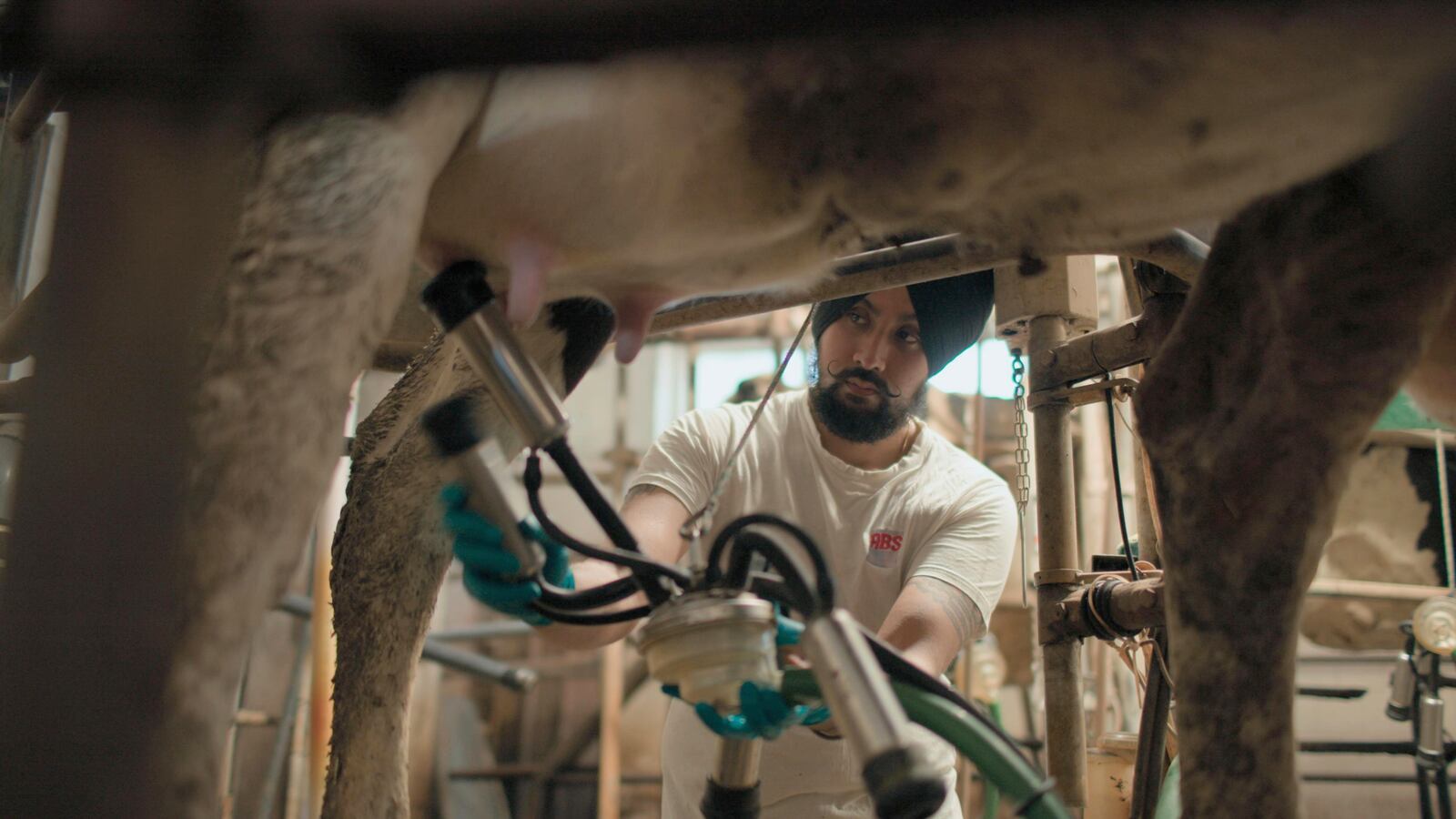 This image released by National Geographic shows Gurpreeet Singh fitting milking attire onto one of his cows at his dairy farm near Cremona in Italy, in a scene from the series "Tucci in Italy." (National Geographic via AP)