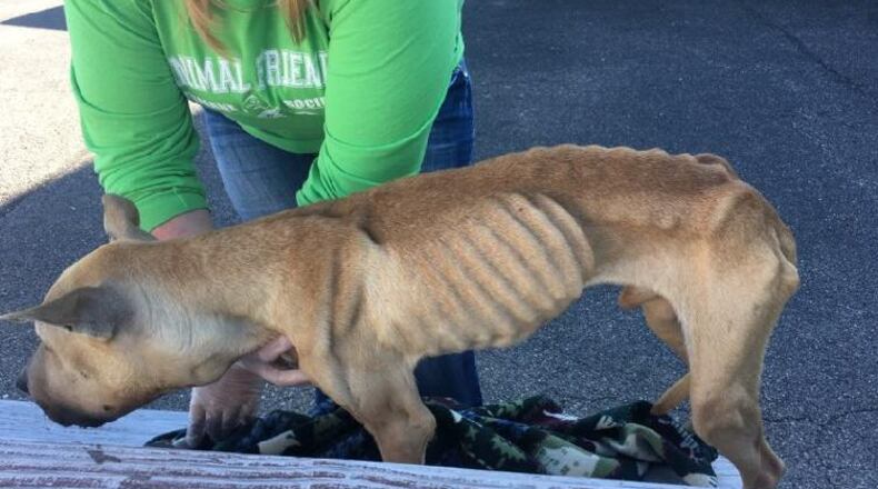 The Butler County Sheriff’s Office is looking for the owner of this severely emaciated and dehydrated dog that was found Wednesday on a St. Clair Twp. road. CONTRIBUTED