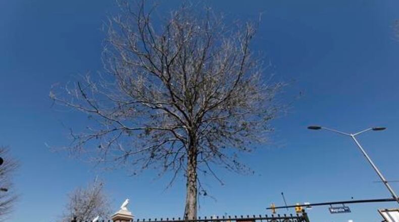 Auburn University announced that they will replace its landmark Toomer's Corner trees, Tuesday, Feb. 14, 2017, in Auburn, Ala. Pictured is the College Street tree. A university statement says workers will plant new trees on Saturday because of damage caused by a fire in September. The current trees were planted there after a University of Alabama fan poisoned the original Toomer's oaks. (Todd J. Van Emst/Opelika-Auburn News via AP)