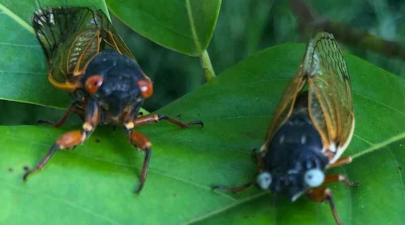 Dale Richter found a rare blue-eyed cicada Tuesday, June 15, 2021, on his farm off Trenton-Oxford Road in Wayne Twp., Butler County. CONTRIBUTED