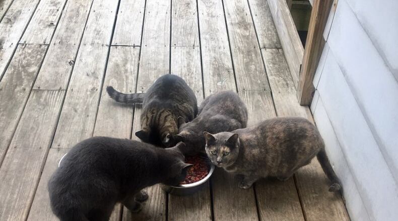 "Street cats" on Pritz. Avenue in Dayton. CONTRIBUTED