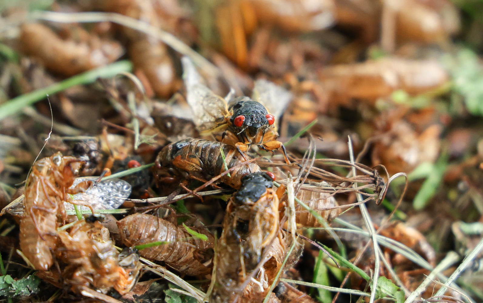 Caesar Creek State Park Cicadas 052825 DDN