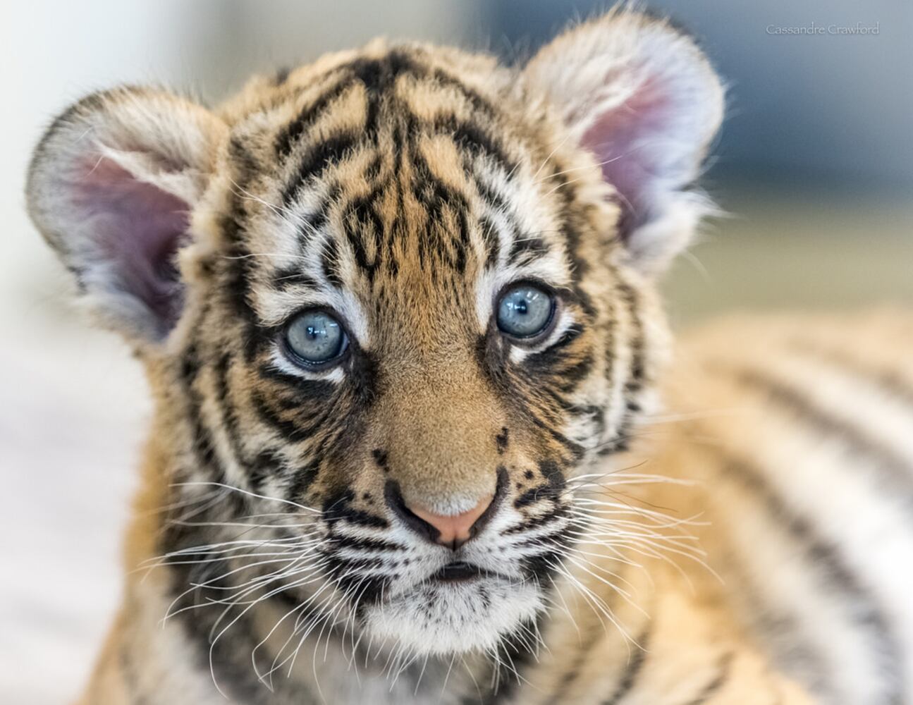 PHOTOS: Fall in love with Cincinnati Zoo babies