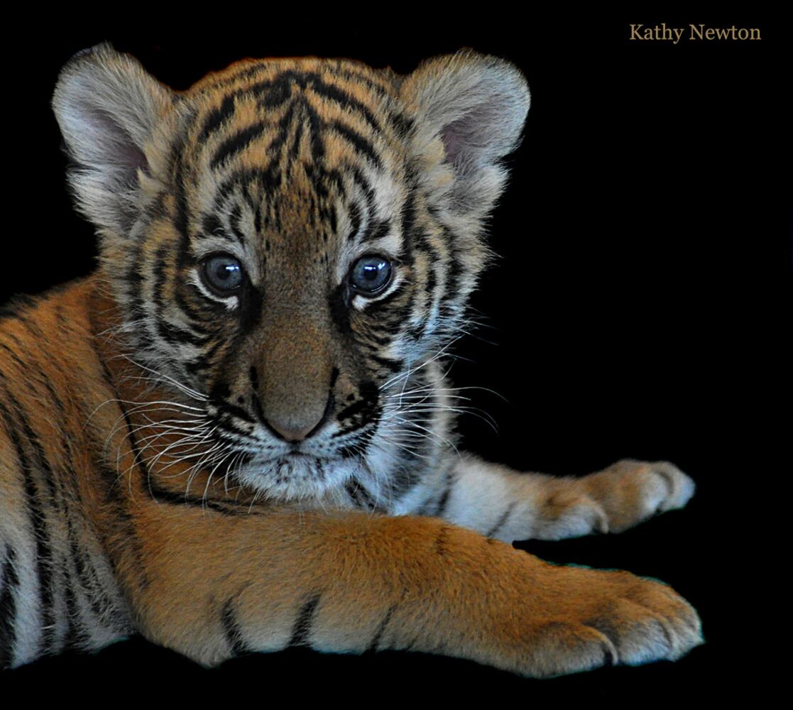PHOTOS: Fall in love with Cincinnati Zoo babies