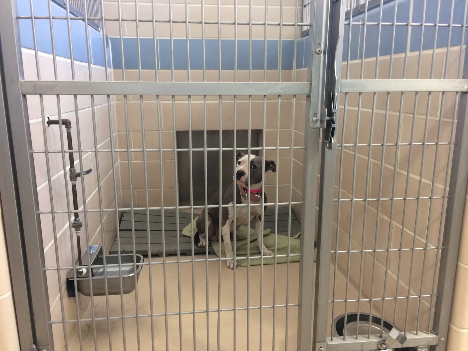 One of three other dogs that was taken from the backyard at 345 Middle St. in Dayton. The three dogs are being held at the Animal Resource Center. Another dog was killed by police after it attacked and killed Maurice Brown, 60, early Tuesday morning. JOHN BEDELL/STAFF