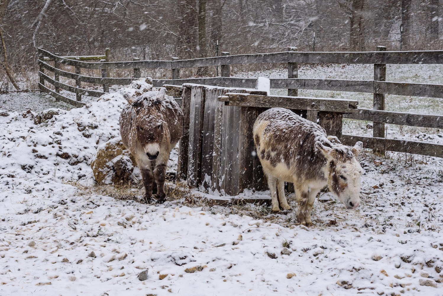 PHOTOS: 2025 Christmas on the Farm at Carriage Hill MetroPark