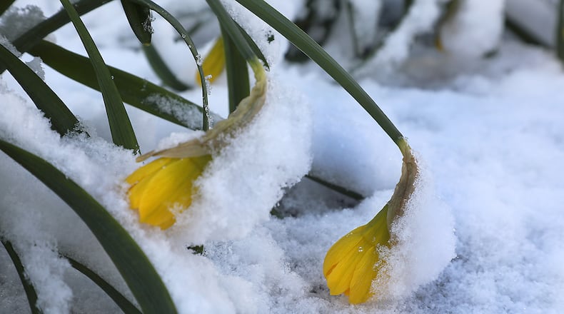 Daffodils growing in downtown Springfield were all hunched over under the weight of the snow Monday, April 2, 2018. Bill Lackey/Staff