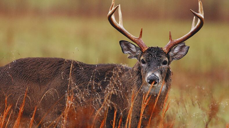 All active duty and retired military members, active and retired DoD civilian employees, members of the Reserve components of the military, base contractors and immediate family members thereof, are eligible to hunt on Wright-Patterson Air Force Base. (Metro Creative Graphics photo)
