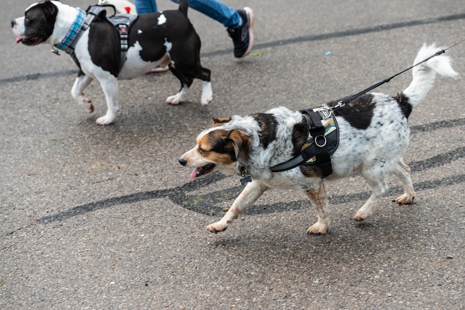 PHOTOS: Did we spot you at the Furry Skurry 5K at Stubbs Park in Centerville?