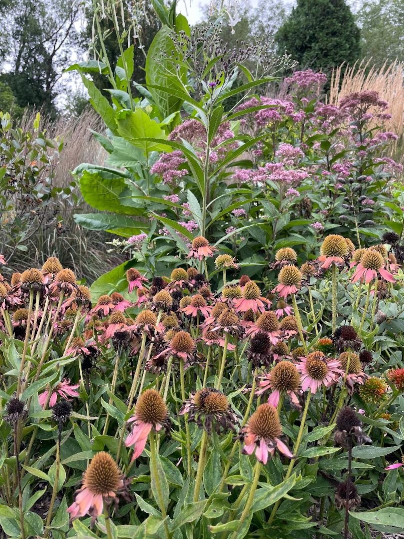 Rain gardens help moisture-absorbing plants thrive. Photo by Russell Florence Jr.