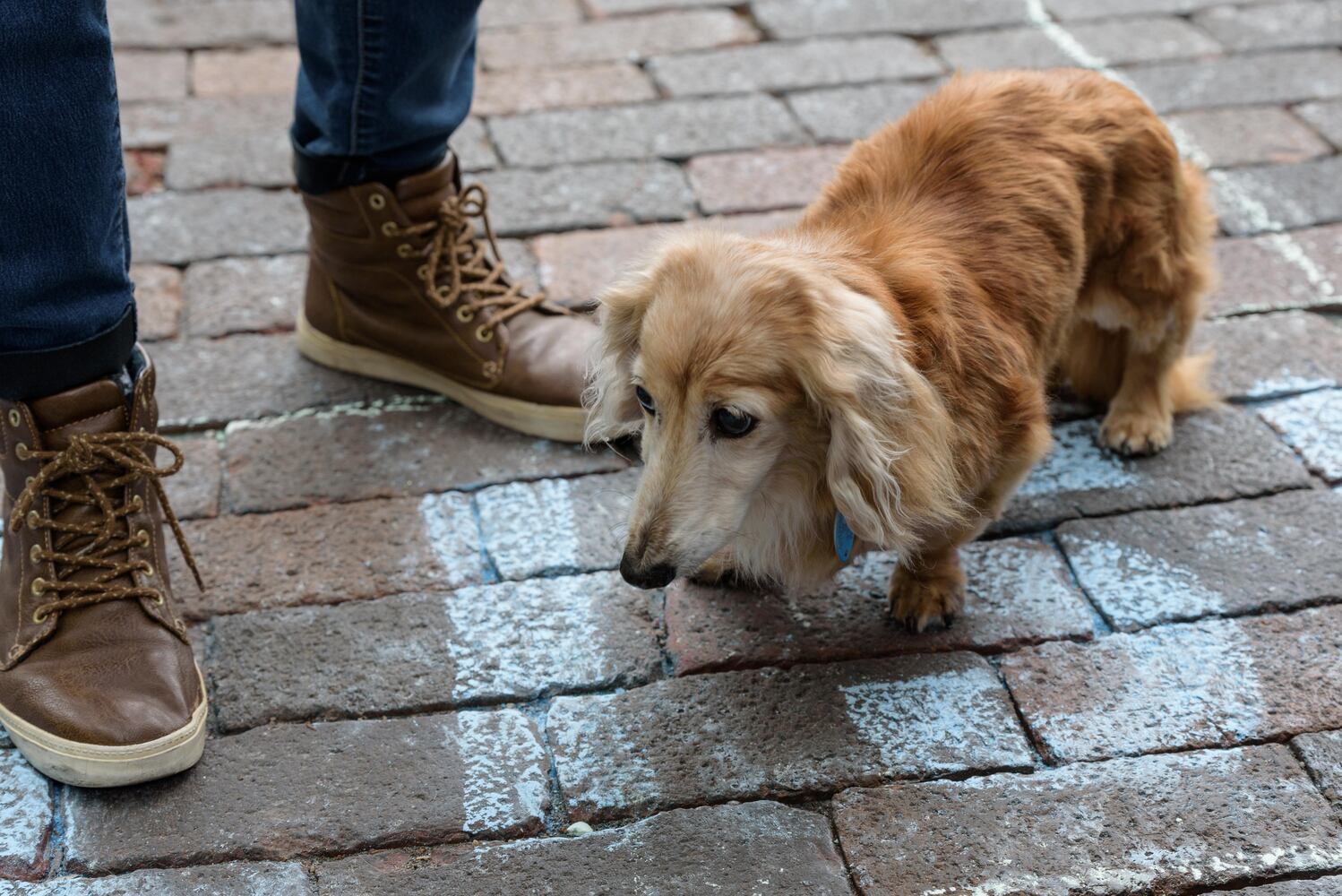 PHOTOS: Did we spot you at the Derby Day Wiener Dog Race in The Oregon District?