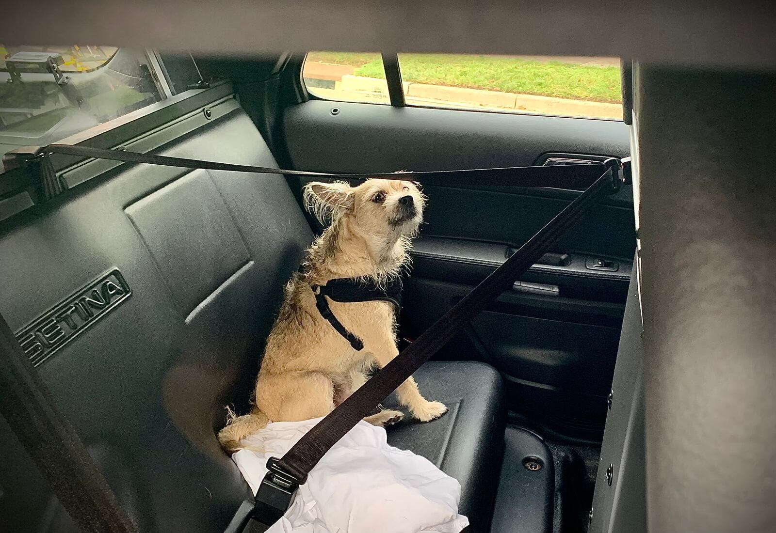 A dog was placed in back of Centerville police cruiser after a woman jumped out of a second-story window with the dog during an apartment fire on Wednesday, September 7, 2022. The dog was protecting the owner from paramedics, so Centerville police officer had to help remove the dog. MARSHALL GORBY \STAFF