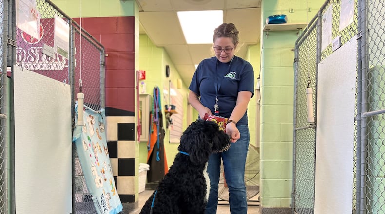 Marisa McGriff, volunteer coordinator with the Humane Society of Greater Dayton, handles "Jack," a 1-year-old Bernedoodle. Jack was surrendered by his owner. CORNELIUS FROLIK / STAFF