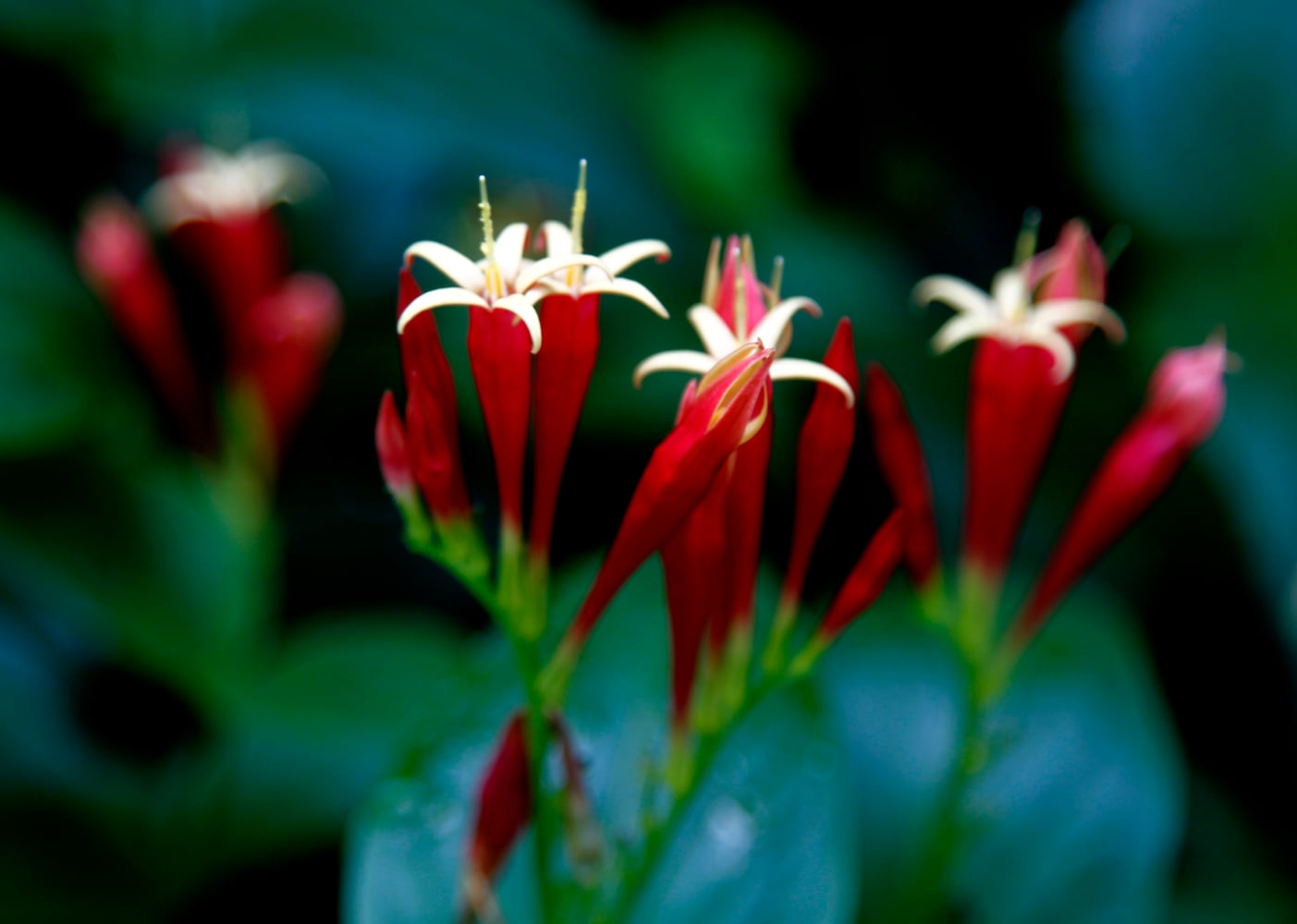Dayton Garden Tours