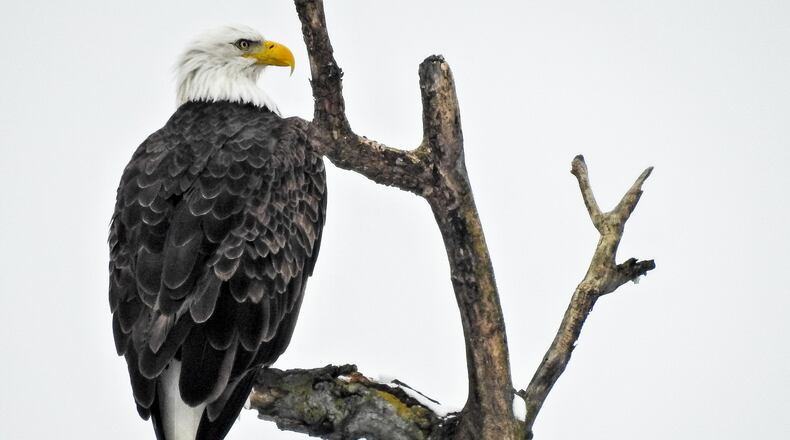 A pair of bald eagles perch in a tree along the Great Miami River. NICK GRAHAM/STAFF