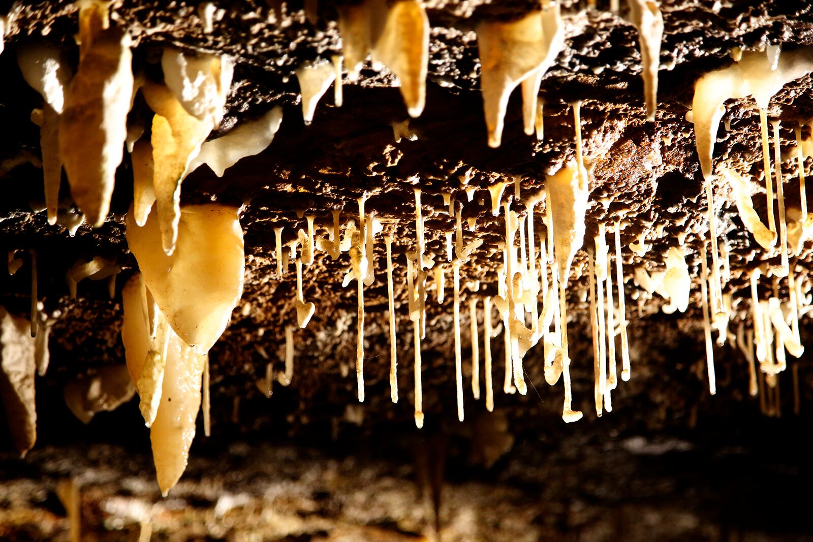 Soda straws, a type of stalactite, hang within West Liberty's Ohio Caverns. LISA POWELL / STAFF