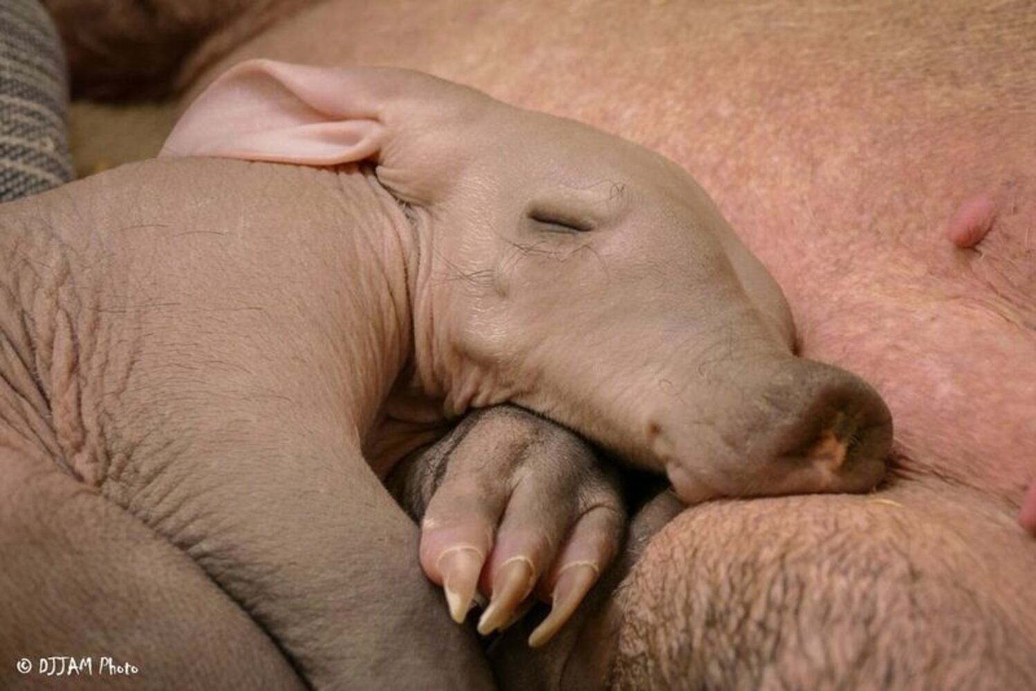 PHOTOS: This first look at Cincinnati Zoo's Zoo babies will be the best part of your day