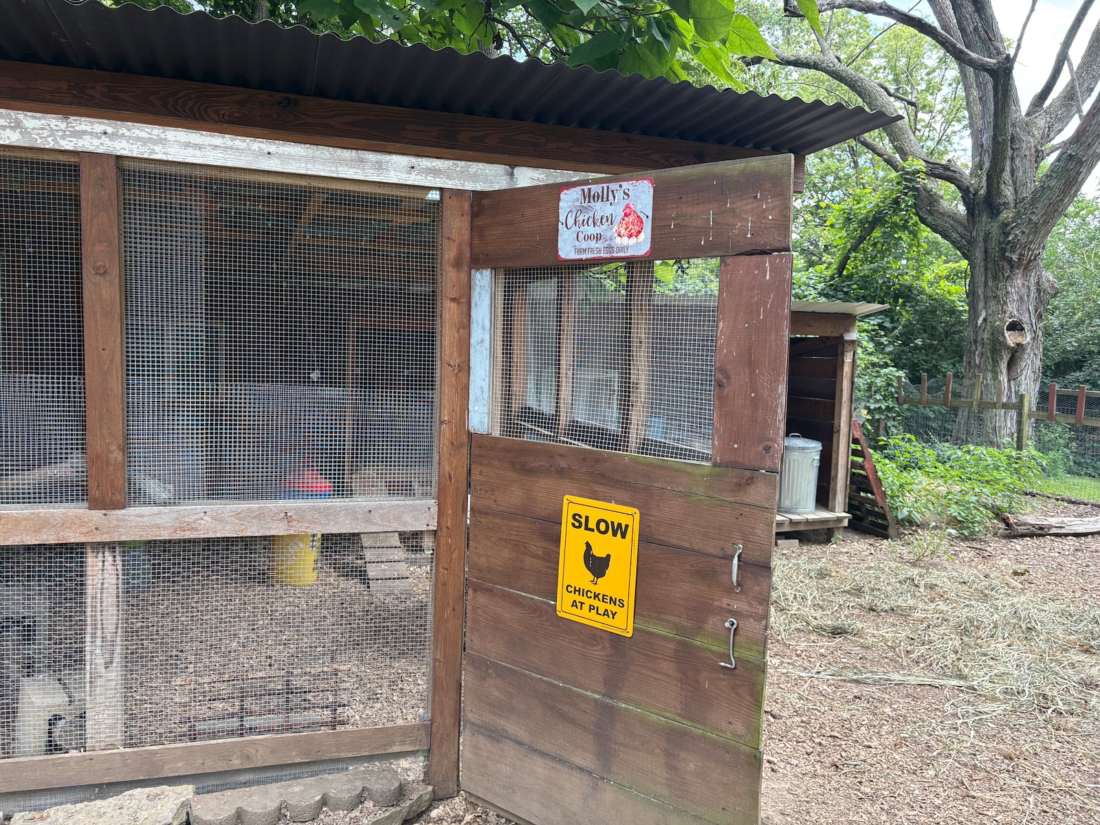 Signs adorn the large chicken coop at the Lucas family property on Walnut Street in Lebanon that read "Molly's chicken coop/farm fresh eggs daily" and "Slow/chickens at play." JEN BALDUF/STAFF