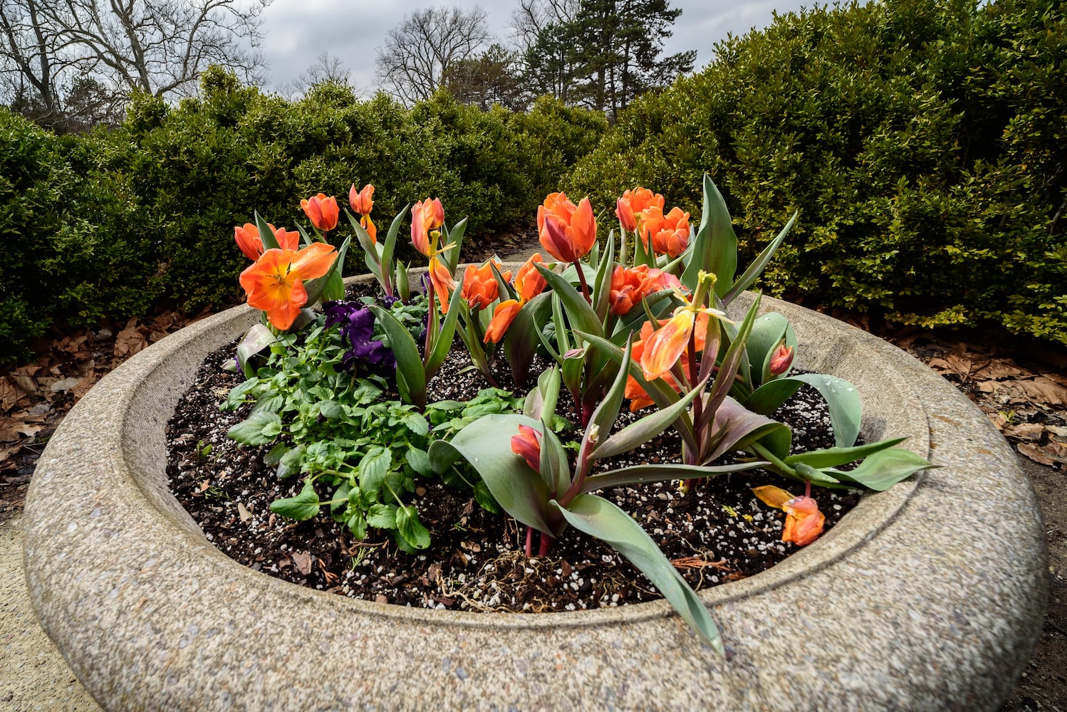 PHOTOS: Take a walk through beautiful Cox Arboretum this spring