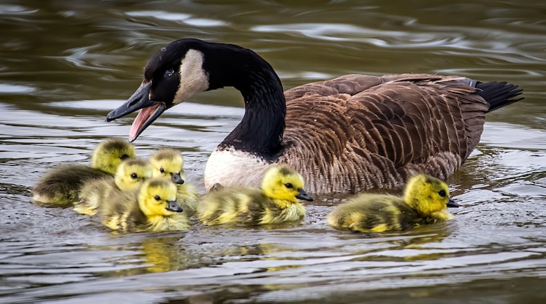 A Canada goose swimming with goslings. iSTOCK/COX