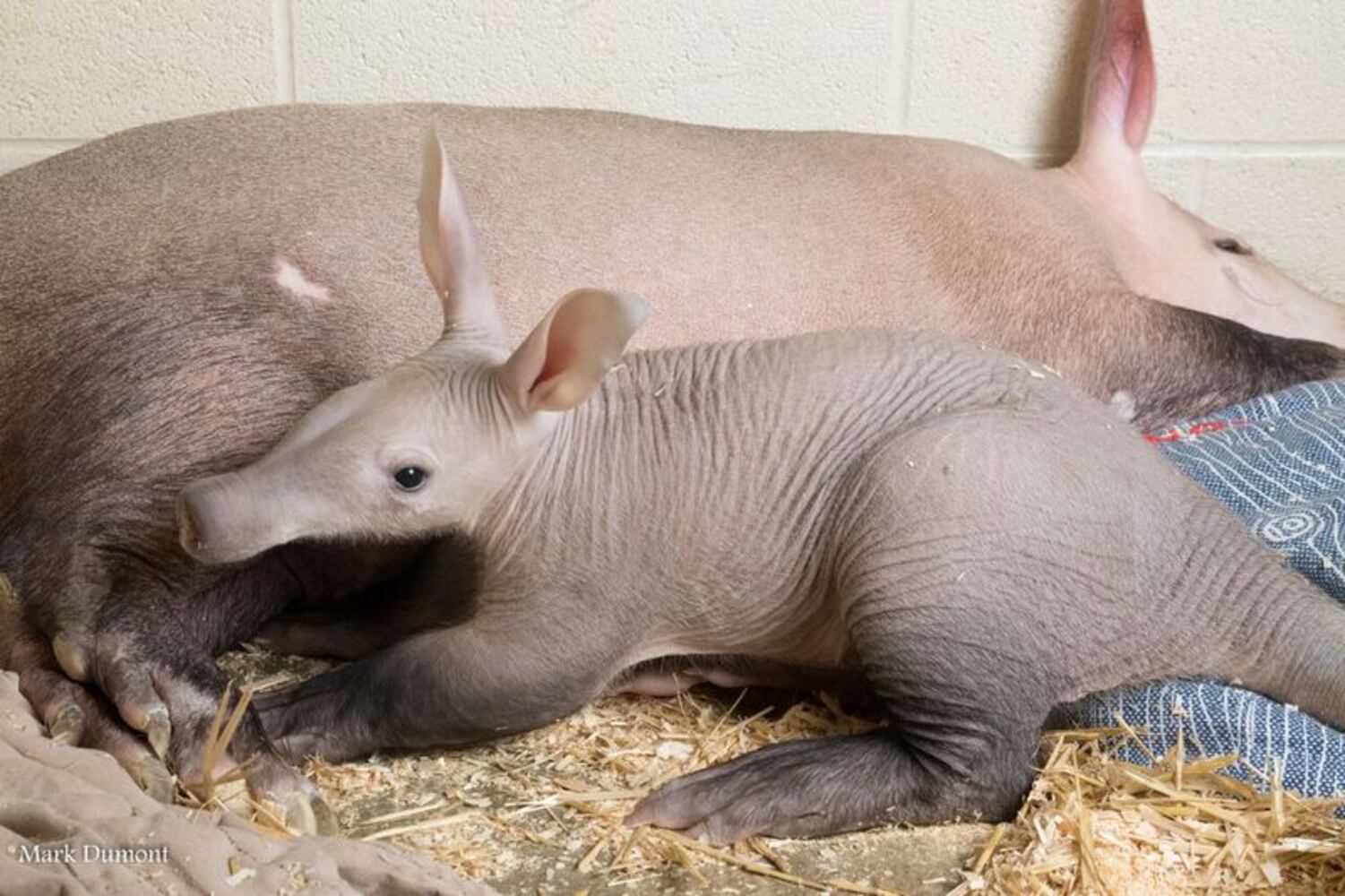 PHOTOS: This first look at Cincinnati Zoo's Zoo babies will be the best part of your day