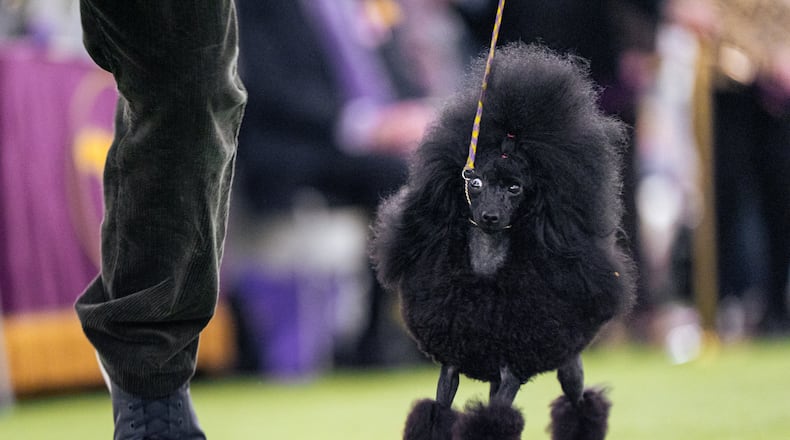 A black toy poodle walks in the demo ring at the 150th Westminster Kennel Club Dog Show, Monday, Feb. 2, 2026, in New York. (AP Photo/Angelina Katsanis)