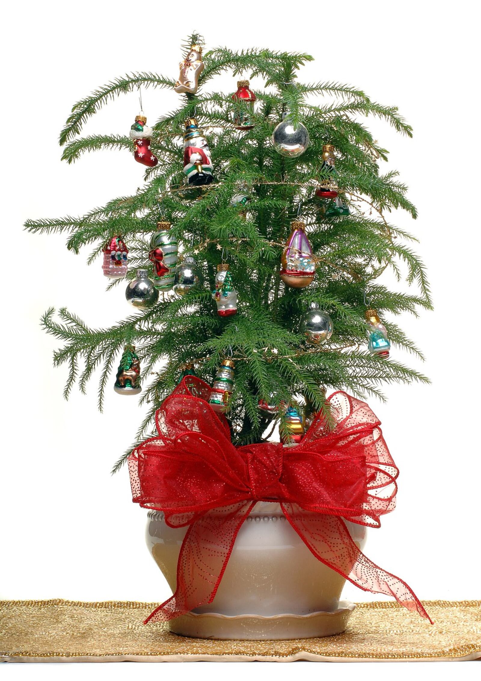 For some people, the Christmas tree quandary isn’t about real or artificial - it’s whether to even bother. Lost in the debate is an arguably simpler solution - the makeshift “tree.” If you live in a small, err, quaint apartment, can do without the falling needles of fresh pine and don’t have the space to store a fake, consider giving your indoor plants a merry makeover. We talked to Atlanta gardening experts to find out which greens make the grade.