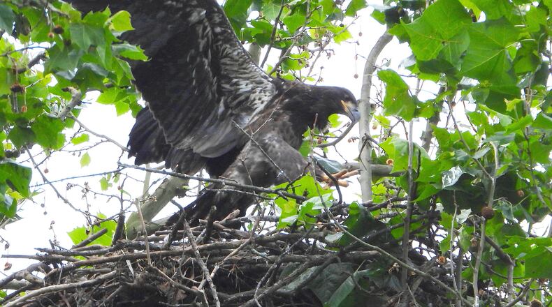 Aero, one of the eaglets at Carillon Historical Park, took its first flight Wednesday. PHOTO COURTESY OF JIM WELLER